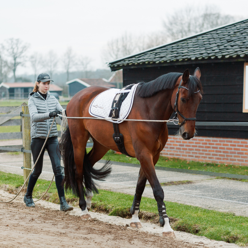 paard aan de dubbele lange lijnen om te werken aan de horizontale balans en verticale balans
