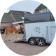 Trailerladen met haflinger